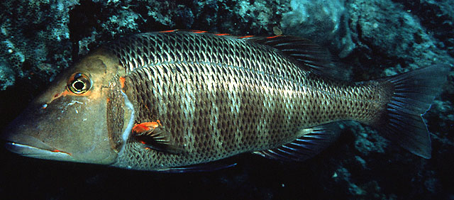 Lethrinus miniatus